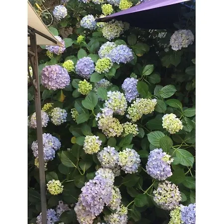 Auf Burg بيت للعطل